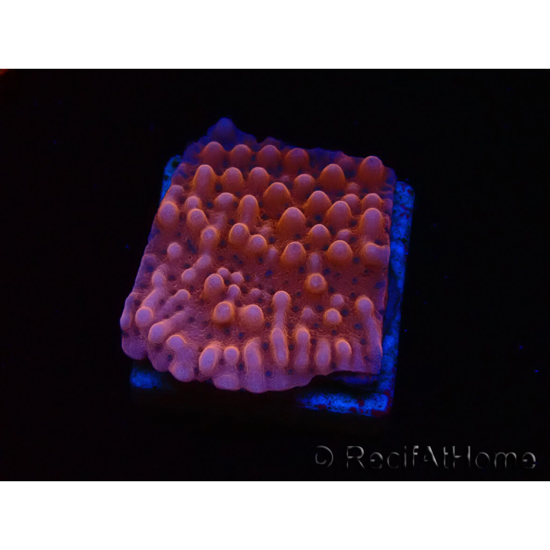 WYSIWYG RAH Montipora Princess Peach 11M4