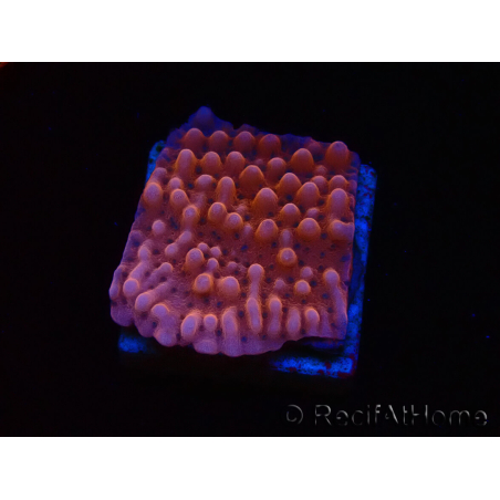 WYSIWYG RAH Montipora Princess Peach 11M4