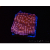 WYSIWYG RAH Montipora Princess Peach 11M4