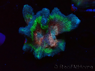 WYSIWYG - RAH Rainbow Pectinia 2