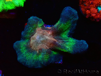 WYSIWYG Pectinia sp 5