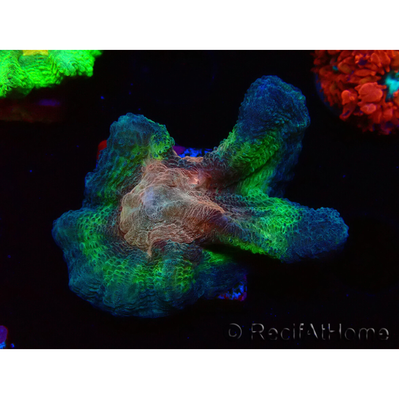 WYSIWYG Pectinia sp 5