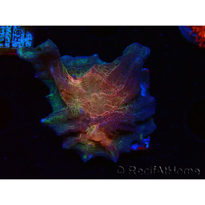 WYSIWYG - RAH Pectinia Black Lotus 4