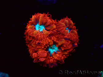 WYSIWYG - RAH Blastomussa merleti Fire and Ice 1