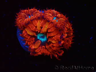 WYSIWYG - RAH Blastomussa merleti Fire and Ice 3