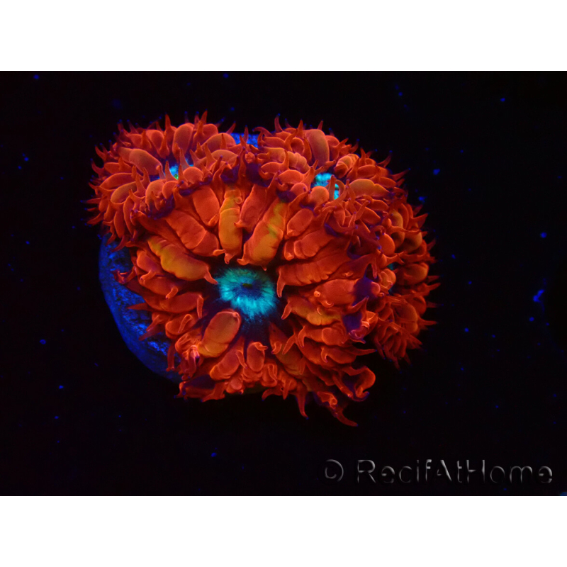 WYSIWYG - RAH Blastomussa merleti Fire and Ice 3