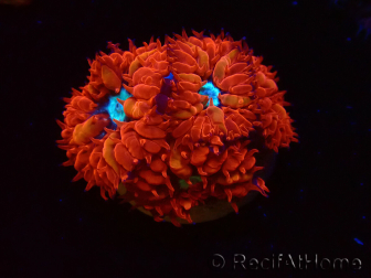 WYSIWYG - RAH Blastomussa merleti Fire and Ice 5