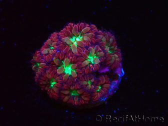 WYSIWYG - RAH Blastomussa merleti Merlot