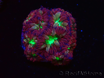 WYSIWYG - RAH Blastomussa merleti Merlot