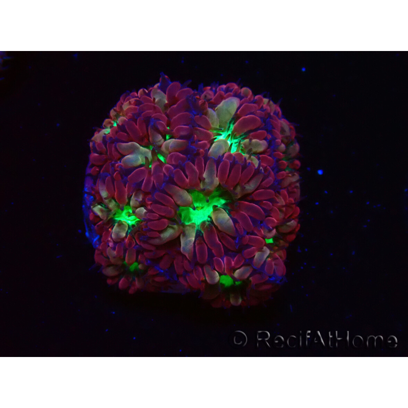 WYSIWYG - RAH Blastomussa merleti Merlot