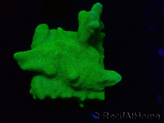 WYSIWYG - RAH Psammocora Green Branching 4