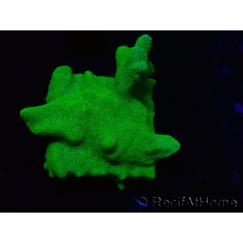WYSIWYG - RAH Psammocora Green Branching 4