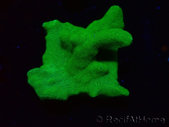 WYSIWYG - RAH Psammocora Green Branching 3