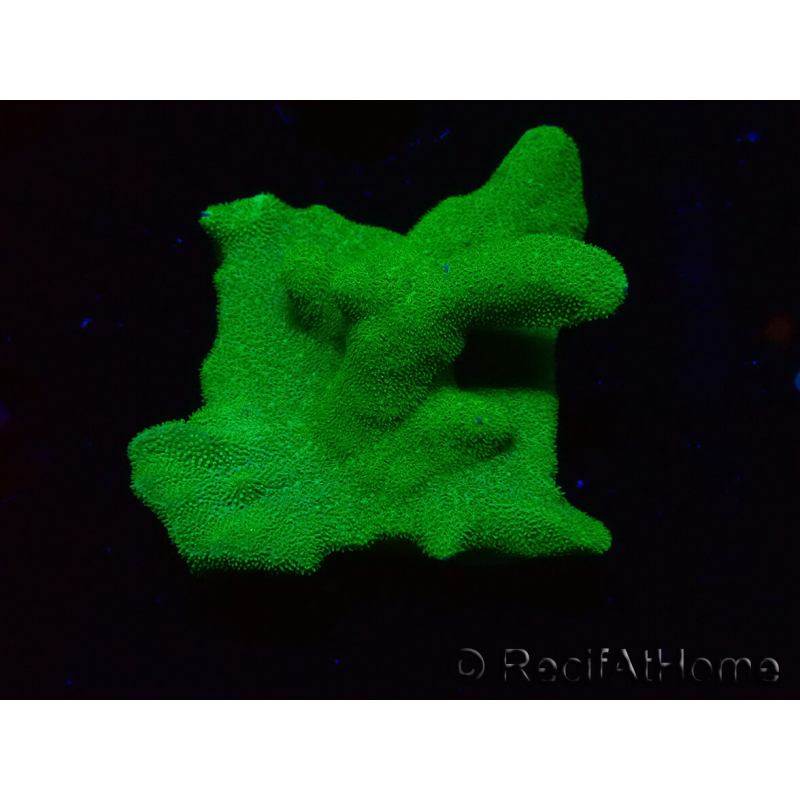 WYSIWYG - RAH Psammocora Green Branching 3
