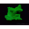 WYSIWYG - RAH Psammocora Green Branching 3