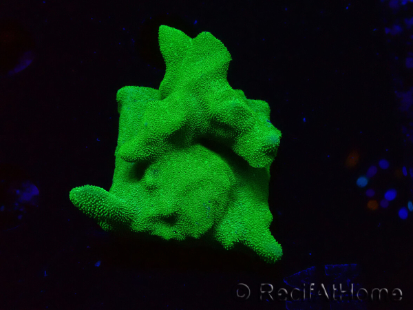 WYSIWYG - RAH Psammocora Green Branching 3