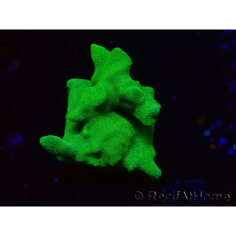 WYSIWYG - RAH Psammocora Green Branching 6