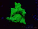 WYSIWYG - RAH Psammocora Green Branching 3