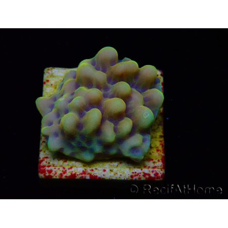 WYSIWYG Montipora Kung Pao 11H7