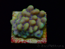 WYSIWYG Montipora Kung Pao 11H7