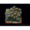 WYSIWYG Montipora Kung Pao 11H7