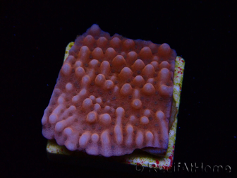 WYSIWYG RAH Montipora Princess Peach 11M4
