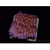 WYSIWYG RAH Montipora Princess Peach 11M4