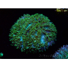 WYSIWYG - RAH Hydnophora exesa Gamma Knife 3