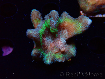 WYSIWYG RAH Pectinia Rainbow 4