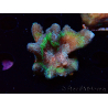 WYSIWYG - RAH Rainbow Pectinia 2