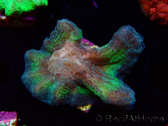 WYSIWYG RAH Pectinia Rainbow 5