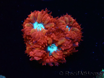 WYSIWYG - RAH Blastomussa merleti Fire and Ice 1
