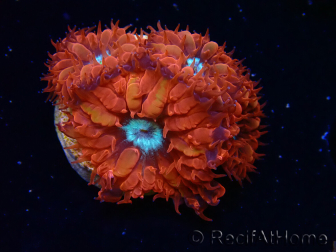 WYSIWYG - RAH Blastomussa merleti Fire and Ice 3