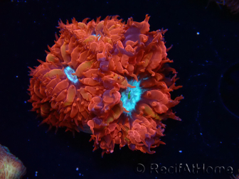 WYSIWYG - RAH Blastomussa merleti Fire and Ice 4