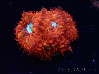 WYSIWYG - RAH Blastomussa merleti Fire and Ice 5
