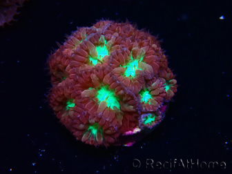 WYSIWYG - RAH Blastomussa merleti Merlot 2
