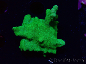WYSIWYG - RAH Psammocora Green Branching 4