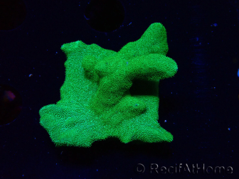 WYSIWYG - RAH Psammocora Green Branching 3