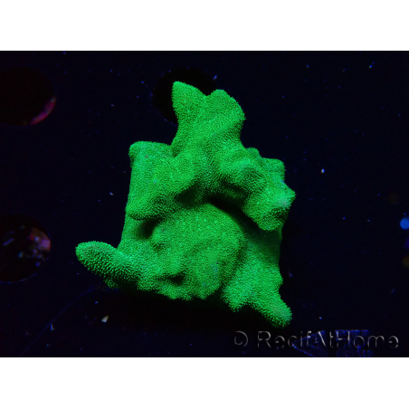 WYSIWYG - RAH Psammocora Green Branching 3