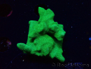 WYSIWYG - RAH Psammocora Green Branching 6