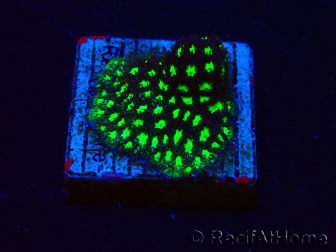 WYSIWYG - RAH Leptastrea Glowworm 3A1