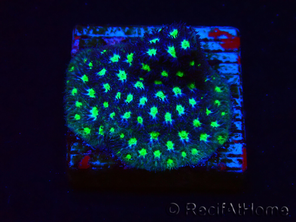 WYSIWYG - RAH Leptastrea Aurora Borealis 3A3