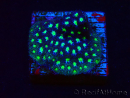 WYSIWYG - RAH Leptastrea Aurora Borealis 3A3