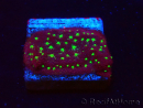 WYSIWYG - RAH Psammocora Bugs Cake 3B5