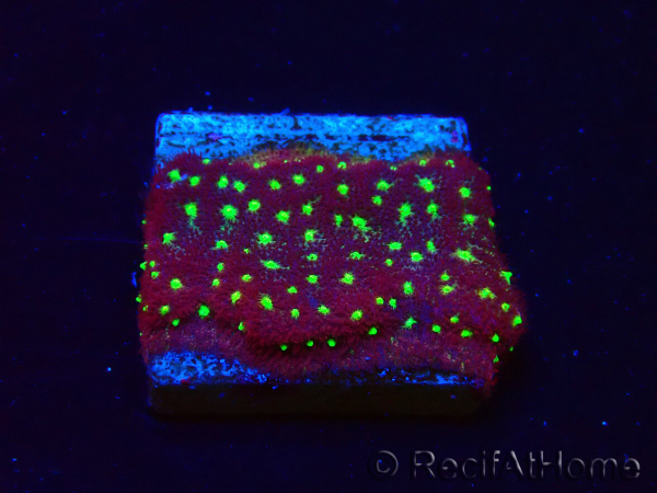 WYSIWYG - RAH Psammocora Bugs Cake 3B6