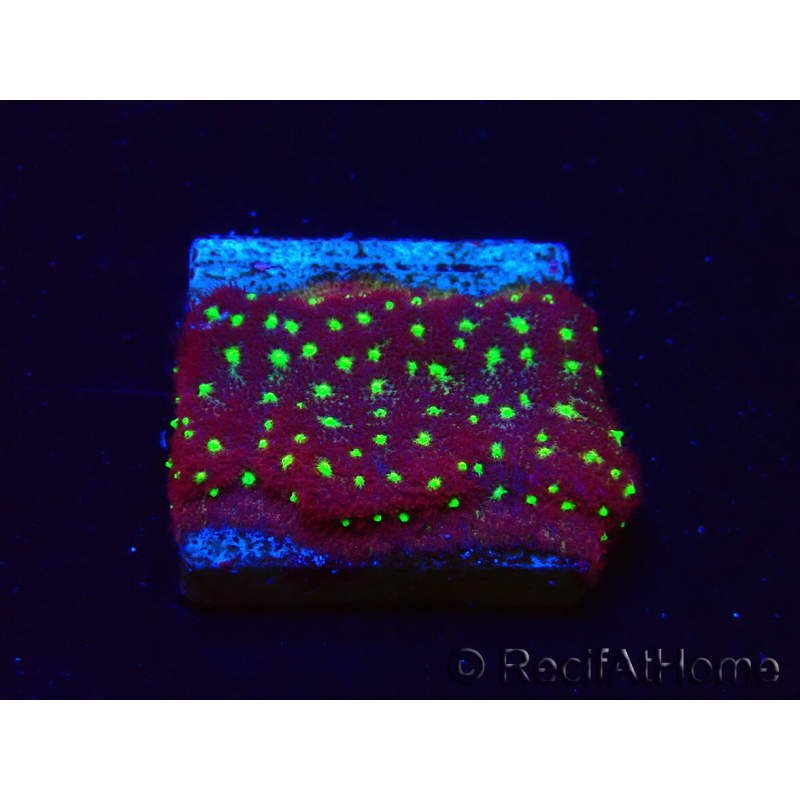 WYSIWYG - RAH Psammocora Bugs Cake 3B6