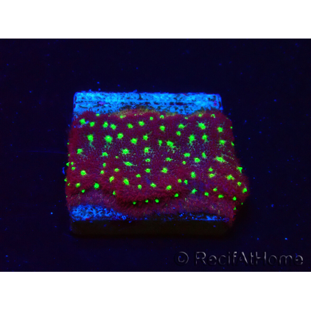 WYSIWYG - RAH Psammocora Bugs Cake 3B6