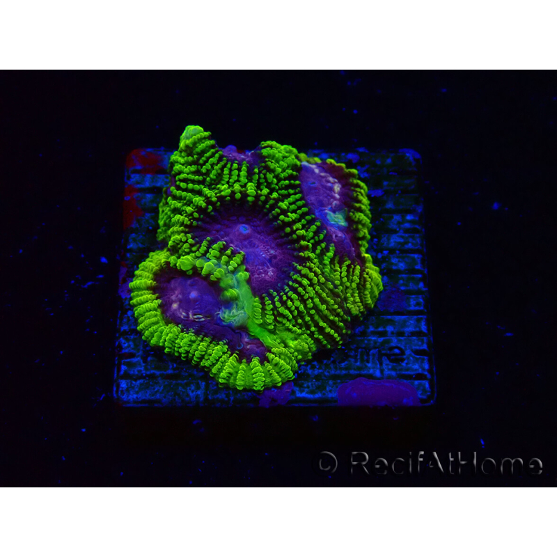 WYSIWYG - WWC Favia Space Monkey 3D6