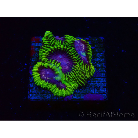 WYSIWYG - WWC Favia Space Monkey 3D6