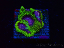 WYSIWYG - WWC Favia Space Monkey 3D6